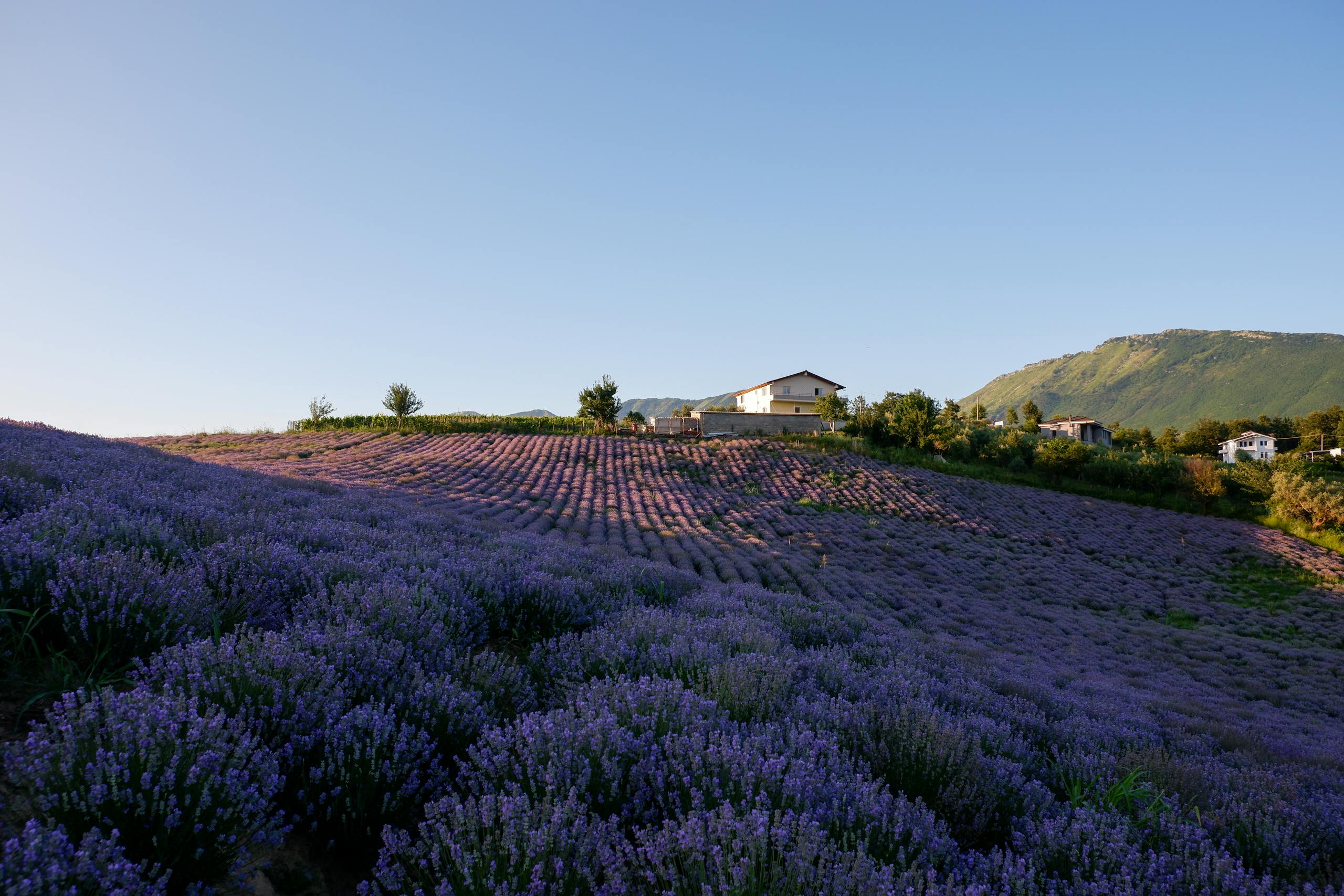 Vibrant landscape of lavender fields near Tirana, Albania, under a sunset sky.